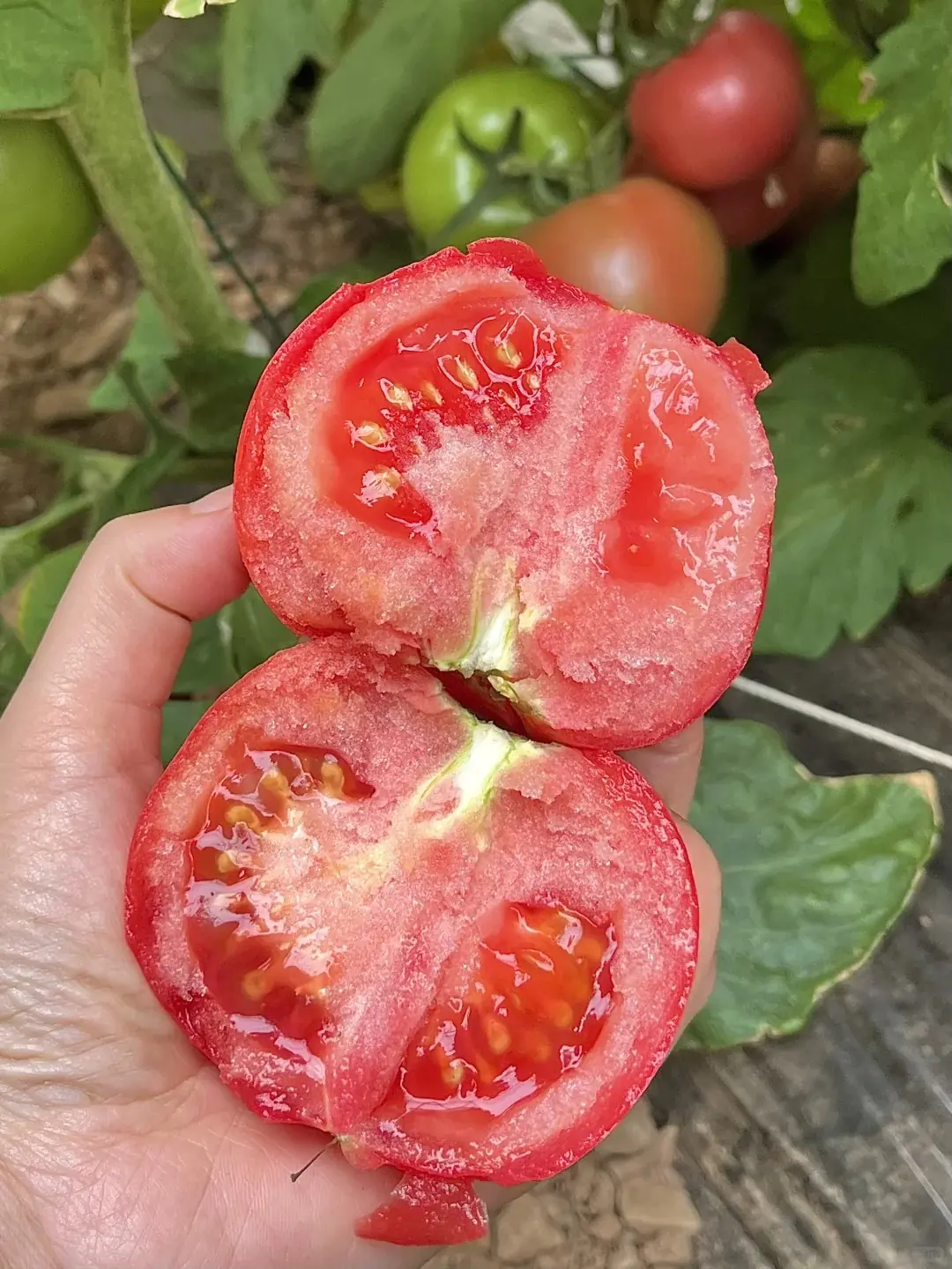 Don’t Buy the Brightest, Glossiest Tomatoes – Veteran Farmers Only Pick These 3 “Ugly but Delicious” Types