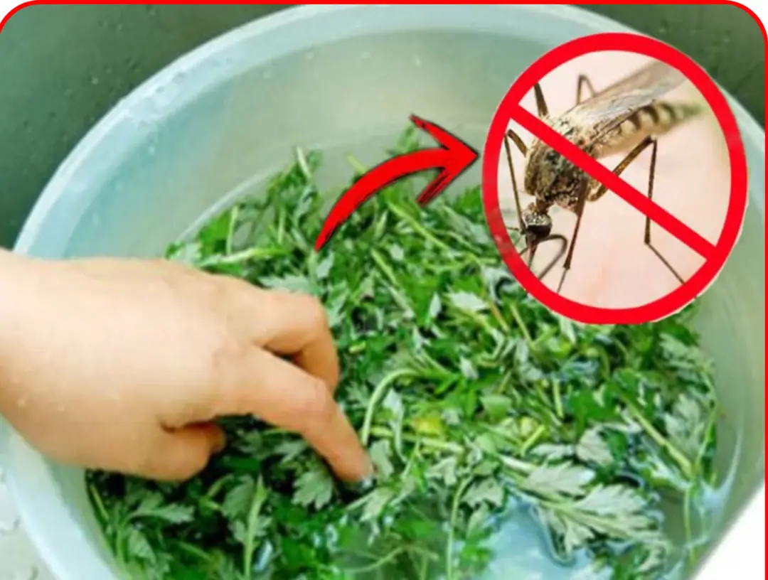 Crush this handful of leaves and place it in the room.