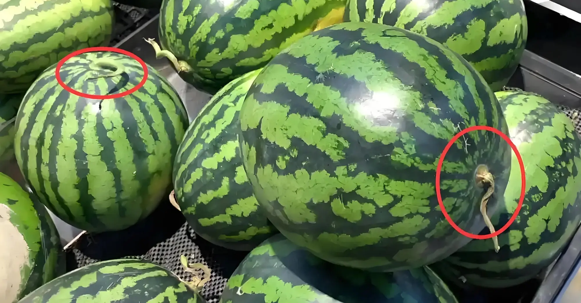 It Only Takes 5 Seconds to Pick a Perfect Watermelon—and Avoid Getting Fooled by the Seller