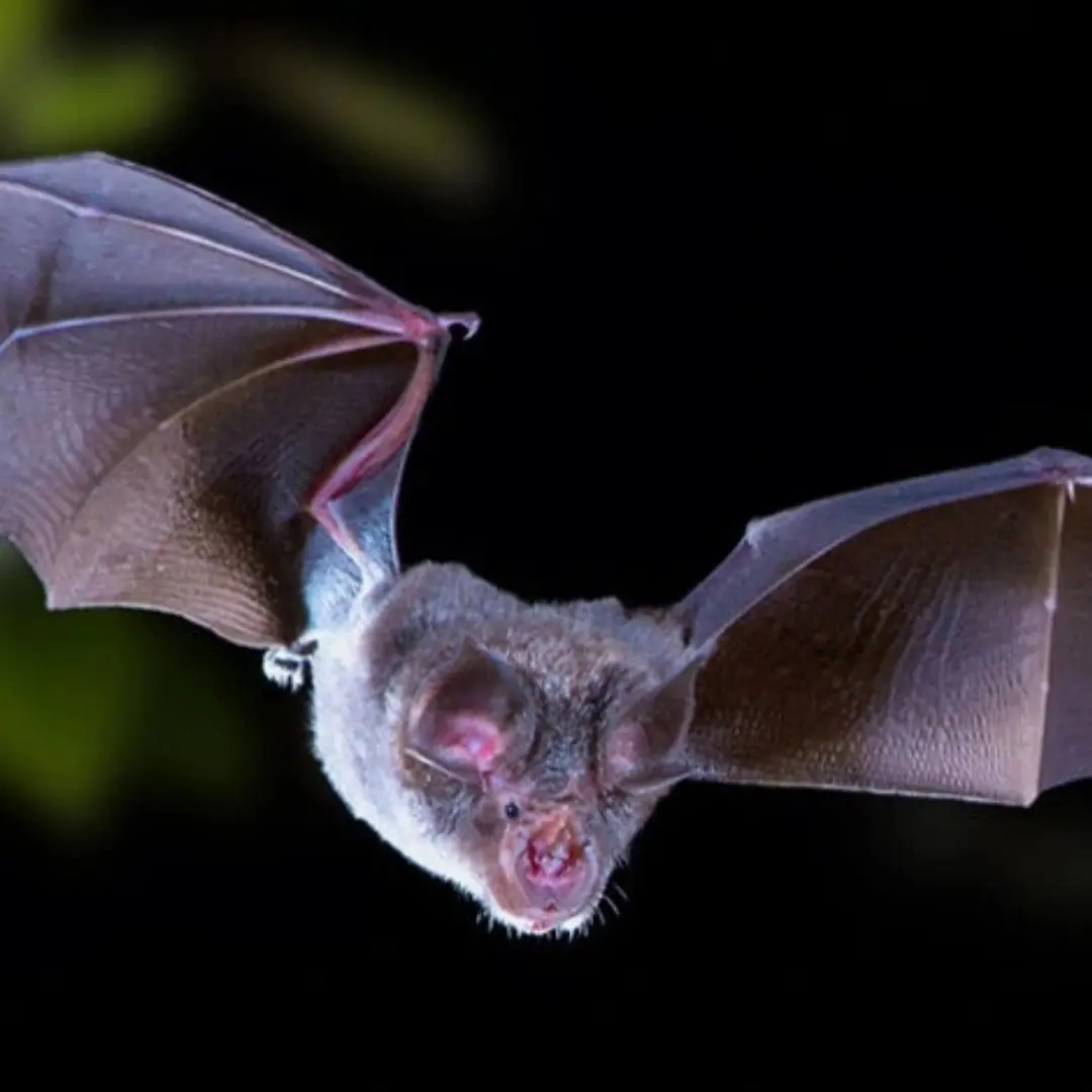 New virus discovered in bats that can infect humans like Covid-19