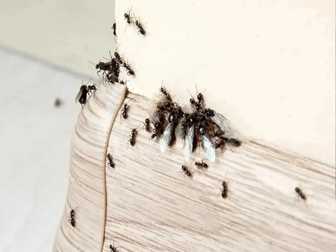 Using 3 kitchen ingredients, ants will never come back, safe for children, effective immediately