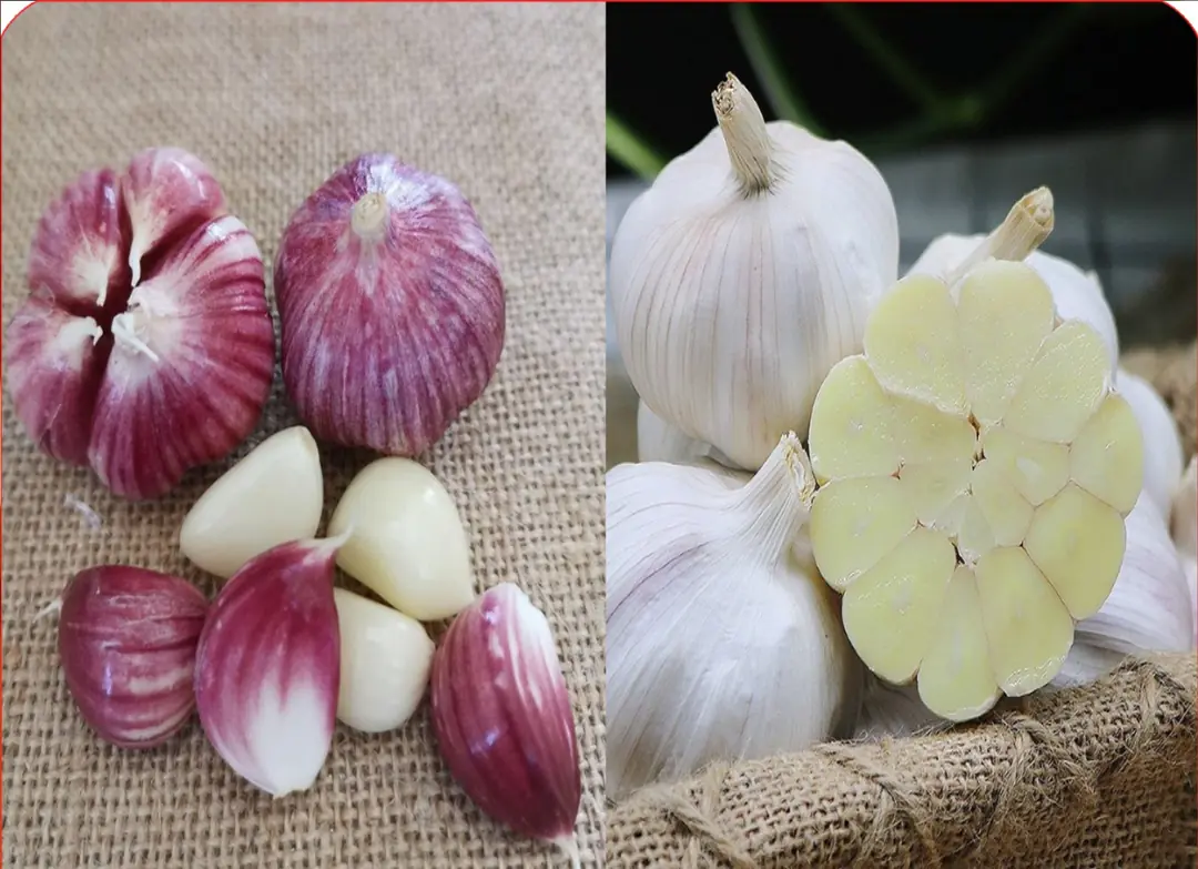 Purple or white garlic skin is better? An old farmer said something, suddenly I was "brain-cleared"