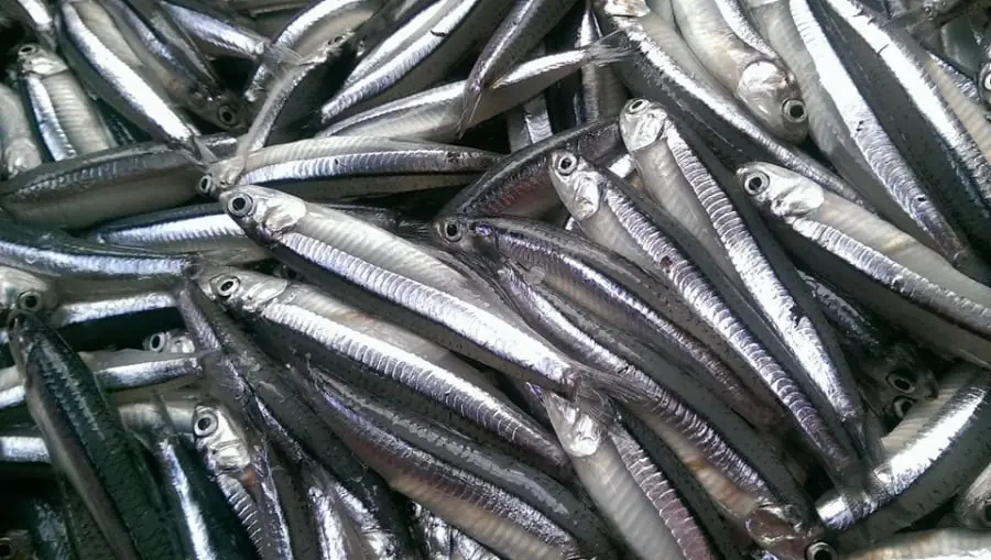 When you see them at the market, don't miss them