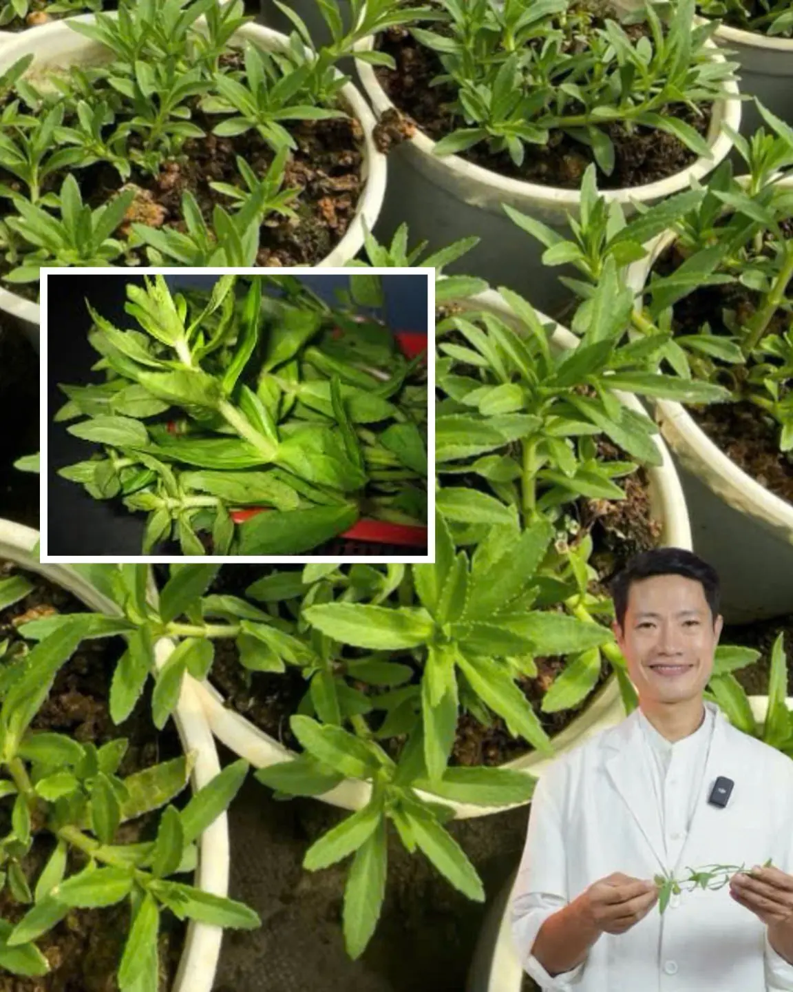 The "nemesis" of KIDNEY STONES must be this vegetable, but the doctor has a few notes