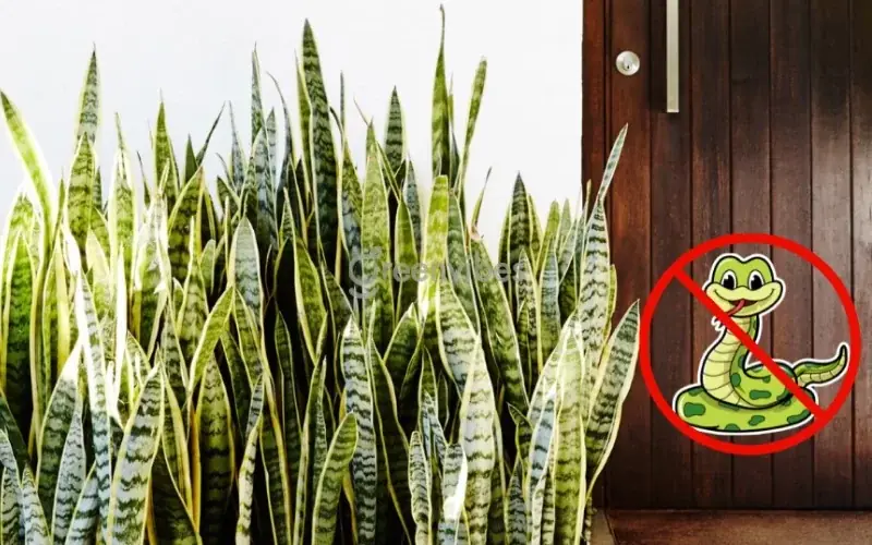 Plant these 5 plants around your house to repel snakes