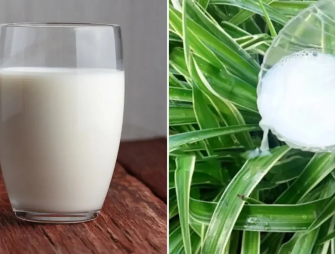 Expired fresh milk has 4 special uses