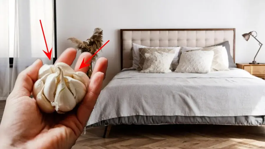 Why should garlic be kept at the head of the bed?