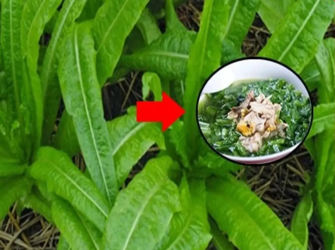 This type of vegetable has more calcium than bone broth, eating it every day saves you money on supplements