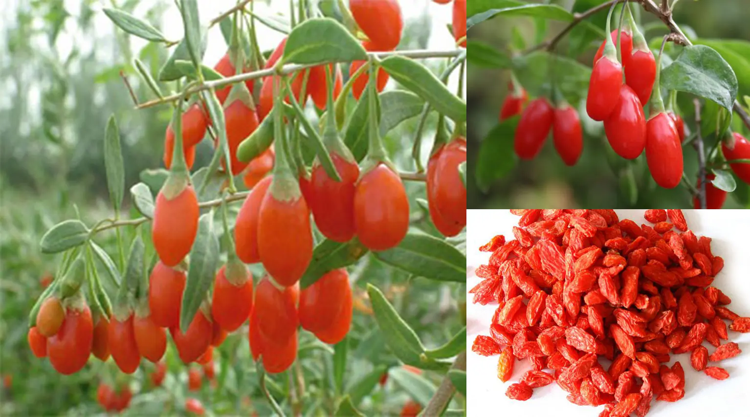 Familiar fruit has the ability to fight can:cer