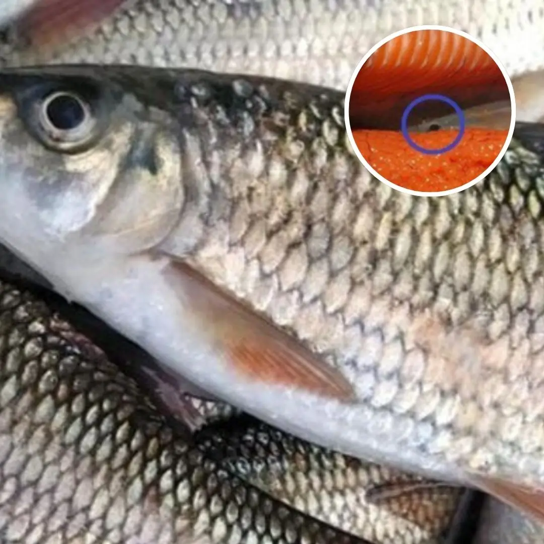 The Secret Behind Fish: 5 Places Full of Toxins That Many People Still Eat