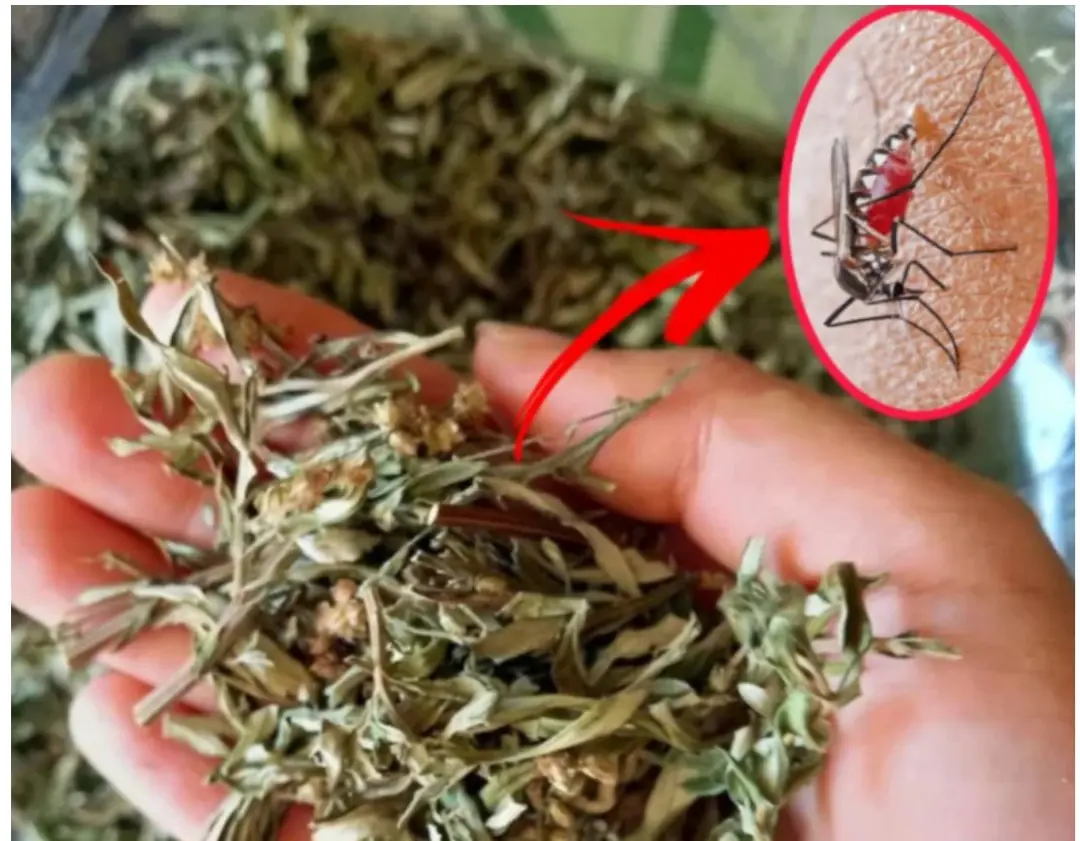 Mosquitoes fear this type of leaf the most. Leave some in the house and you won't see any mosquitoes.