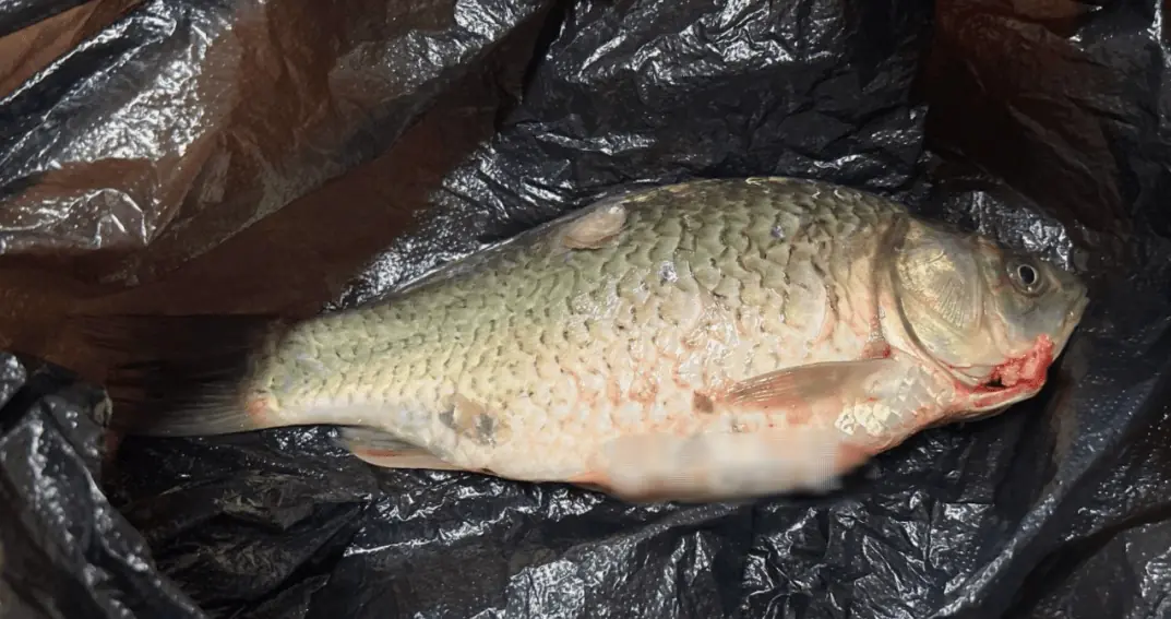Seeing Fish Sold in Black Plastic Bags at the Market: Sellers Never Say a Word, But the Observant Will Know Why
