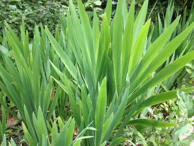 Lung can:cer inhibitor found in the plant Belamcanda chinensis