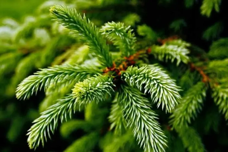 The Fir-Tree