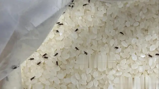 No Need for Sun-Drying: Rice Shop Owner Shares a Simple Trick to Keep Rice Weevil-Free All Year Long