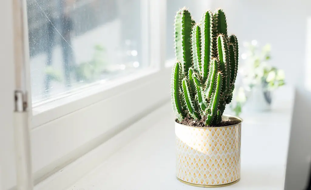 The Cactus