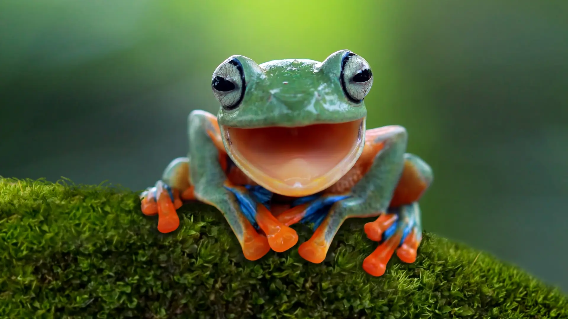 The Celebrated Jumping Frog of Calaveras County