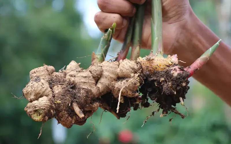 How to grow ginger easily at home