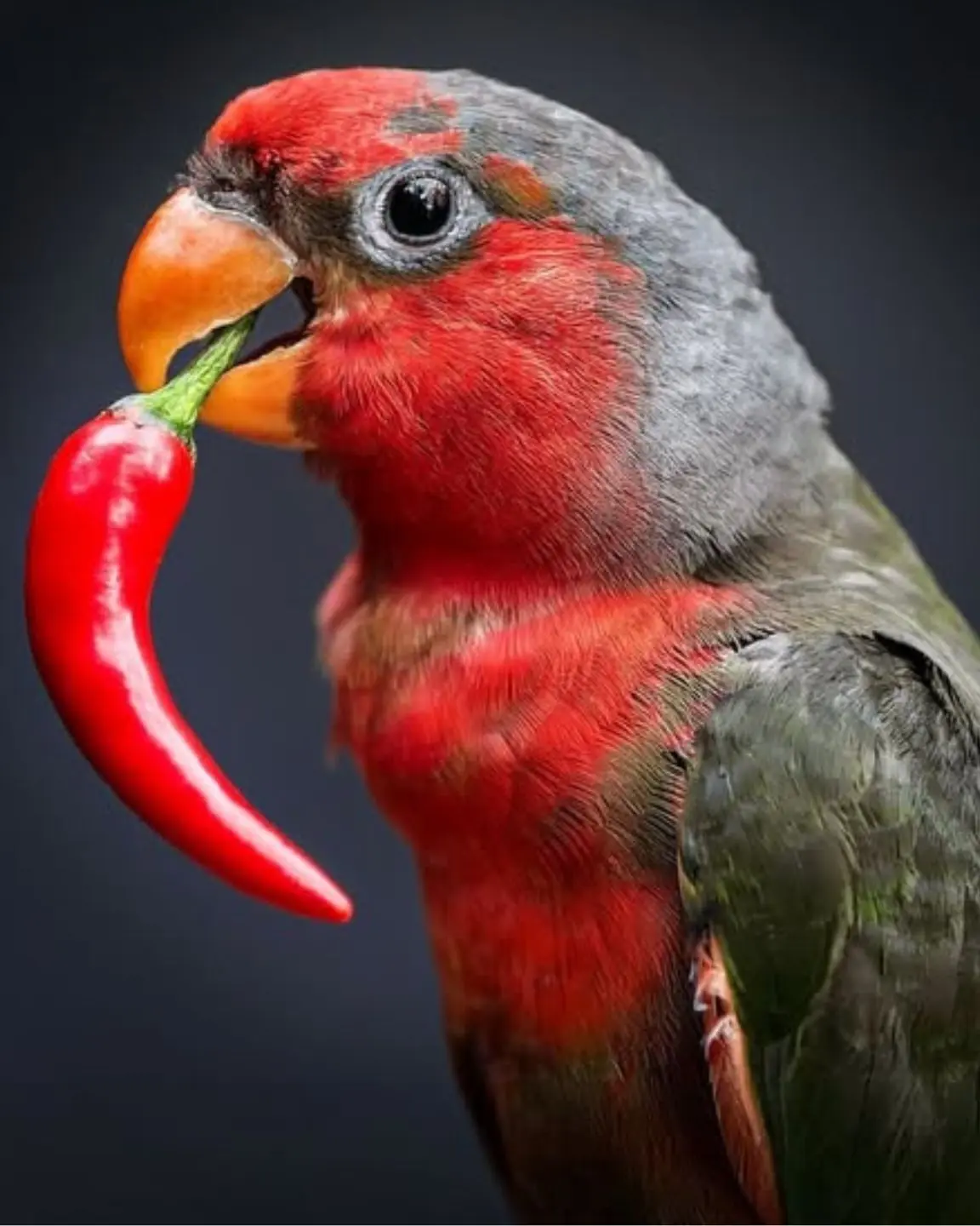 You might jump for a piece of red pepper, but parrots are completely... cool about it. Why?