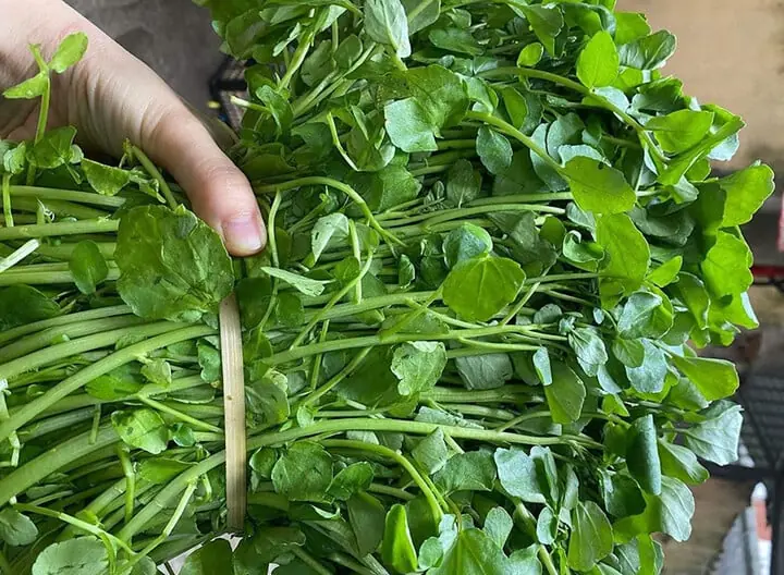 The vegetable announced by the US CDC as the best in the world has the potential to damage the liver