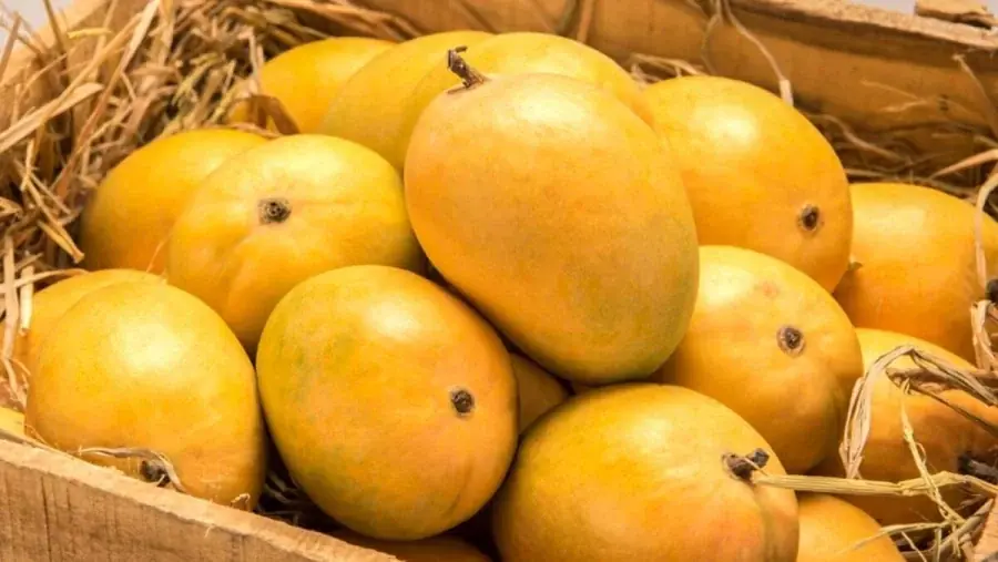 Sweet but Risky: 7 Types of People Who Should Avoid Ripe Mangoes