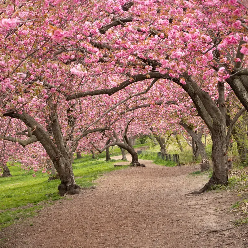 The Split Cherry Tree