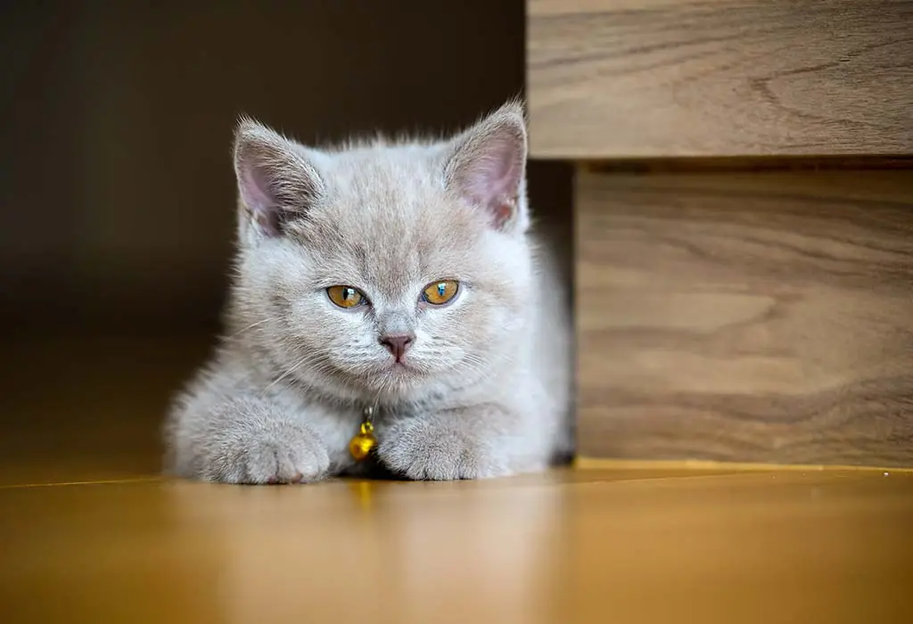 The Cat