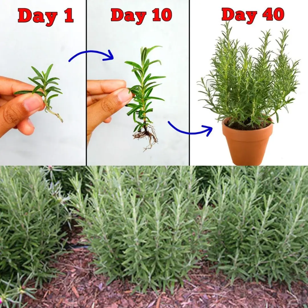 How to Propagate Rosemary in Soil or Water