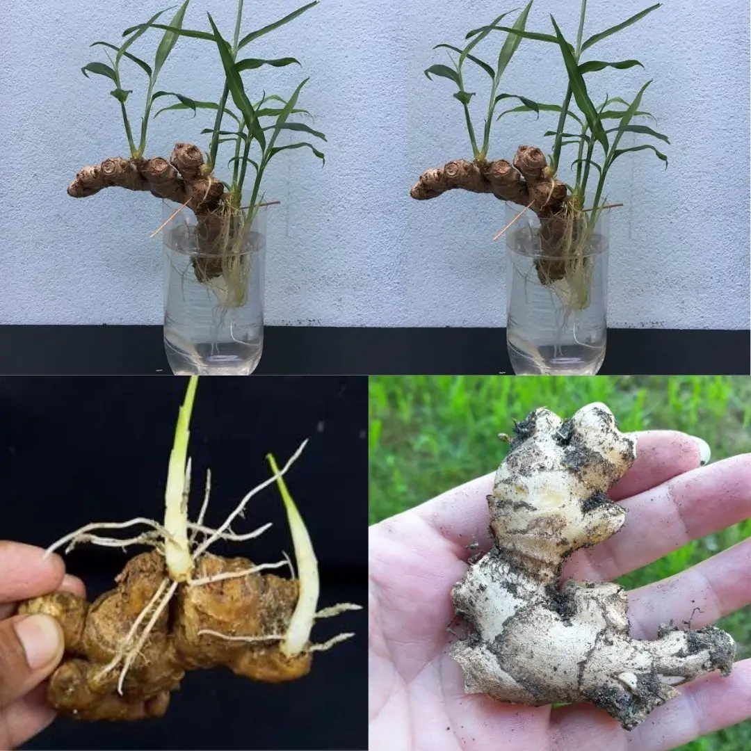 No Soil Needed: Beginner's Guide to Growing Ginger in Water