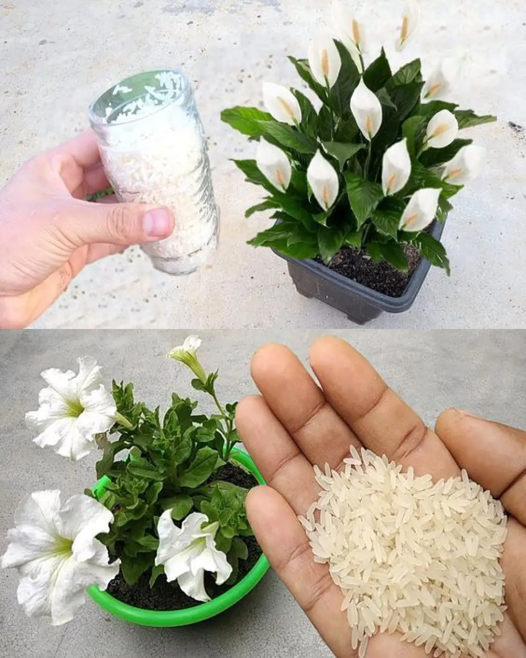 Just One Cup a Week – The Secret to Year-Round Blooms on Your Peace Lily
