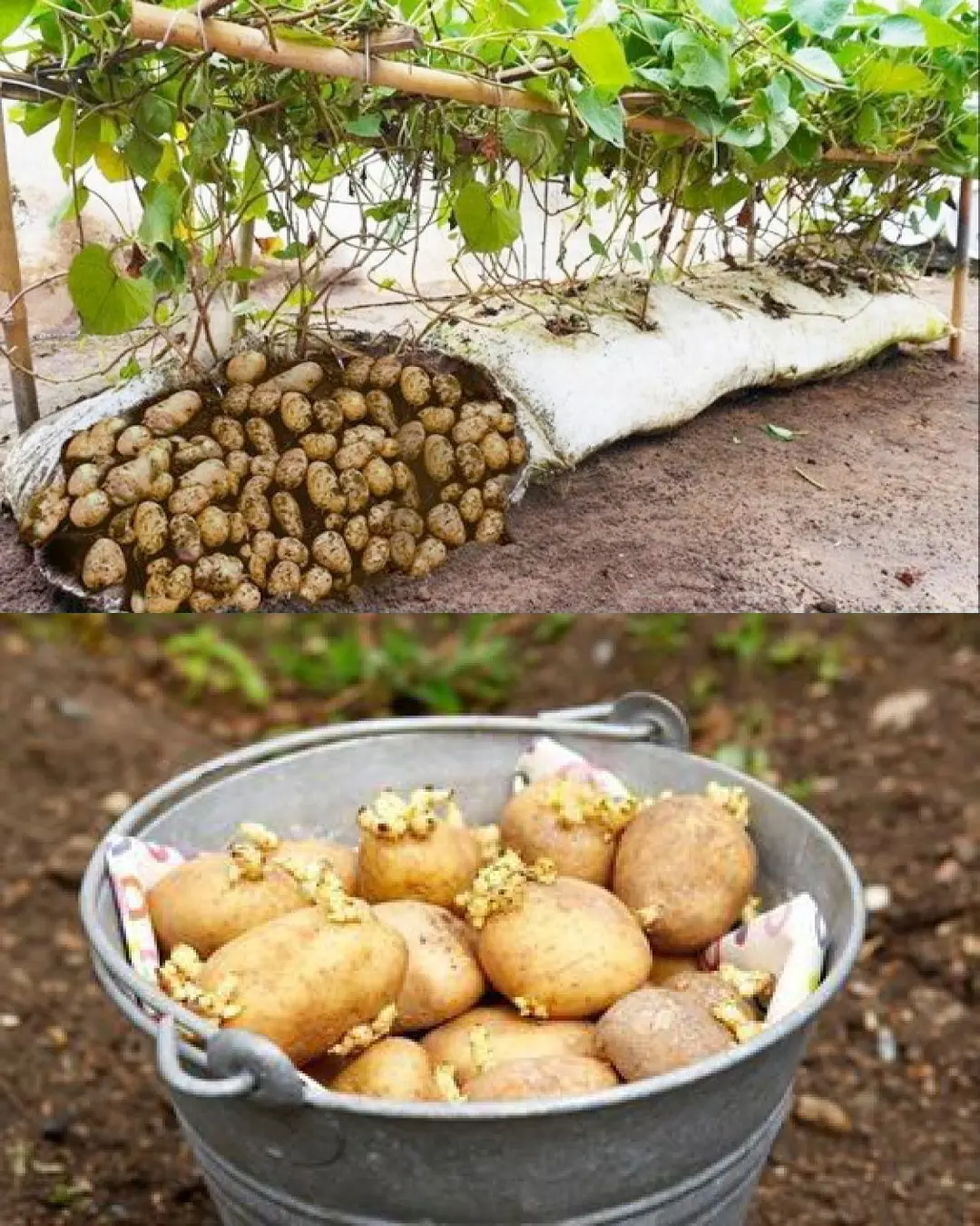 How to Grow Potatoes in Containers