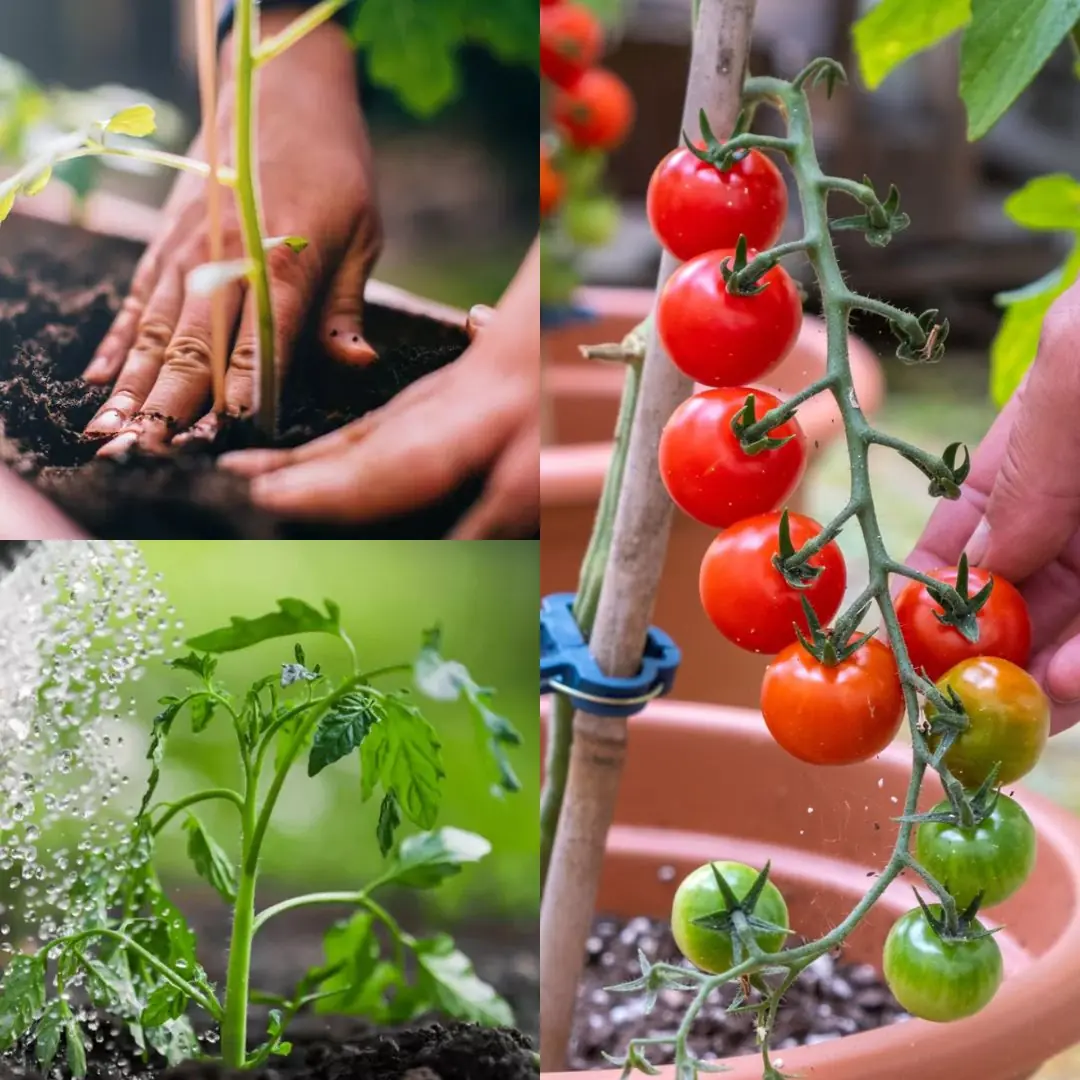 13 Best Tips for Planting and Growing Great Tomatoes