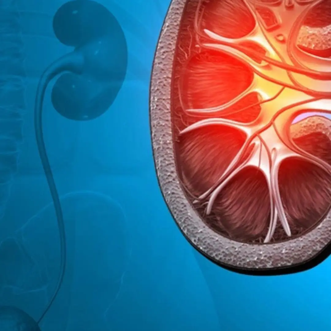 Can one kidney survive? Detailed answers from experts