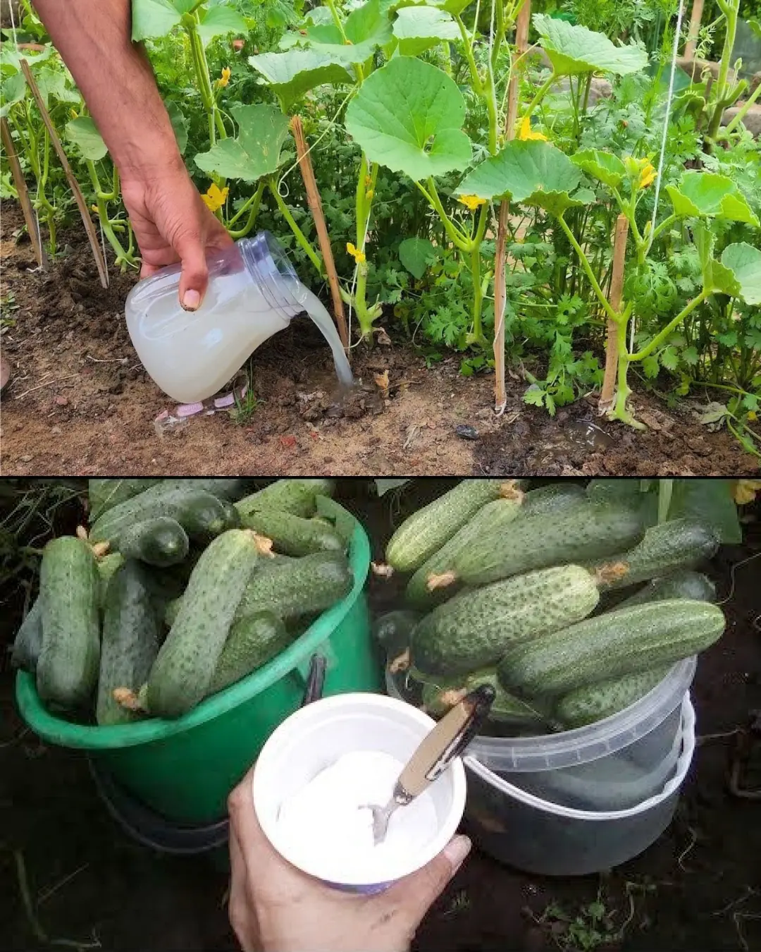 Baking Soda is a Gardener’s Best Friend: 10 Clever Uses in the Garden