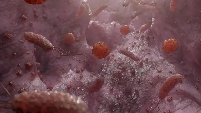 Discovery of a gut fungus that can treat fatty liver disease