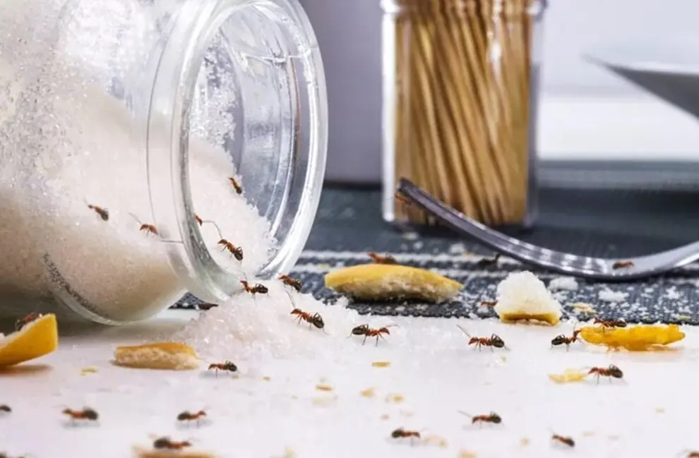Tips to quickly get ants out of sugar jars