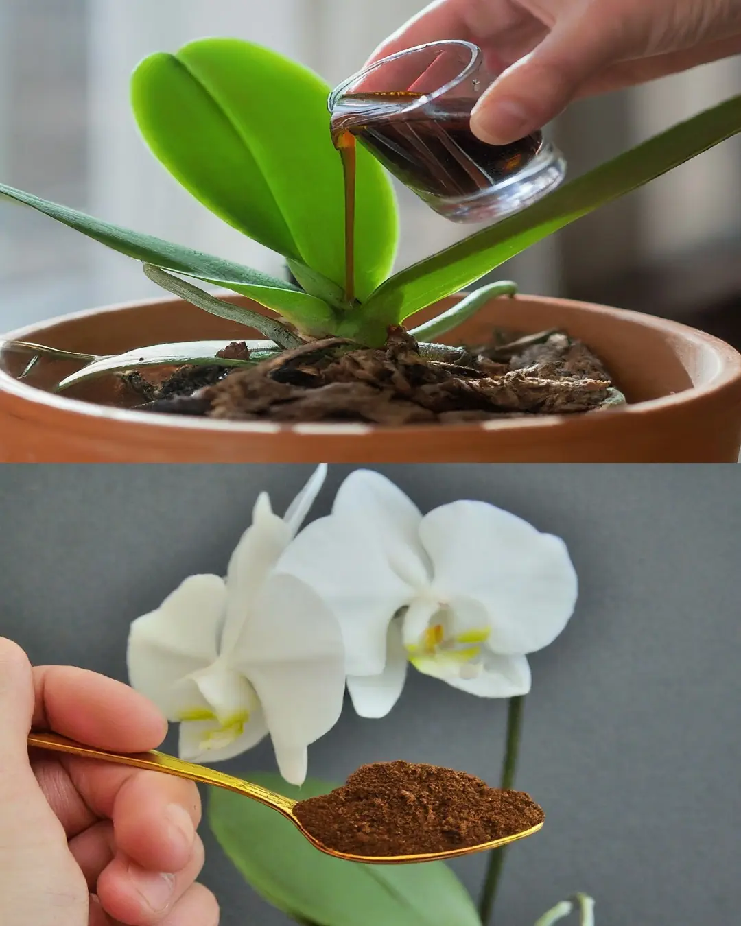 Just a Teaspoon: The Miraculous Secret to Make Your Orchid Bloom Abundantly