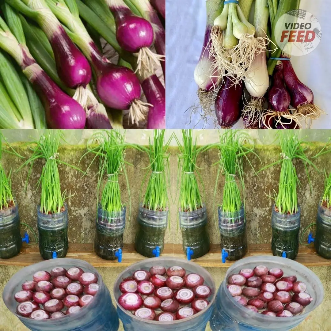 Soil-Free Green Onion Growing Method – Fresh Harvest Every 2 Weeks for 6 Months