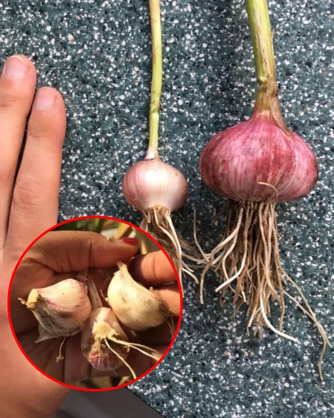 How to Grow Big Gourmet Garlic!
