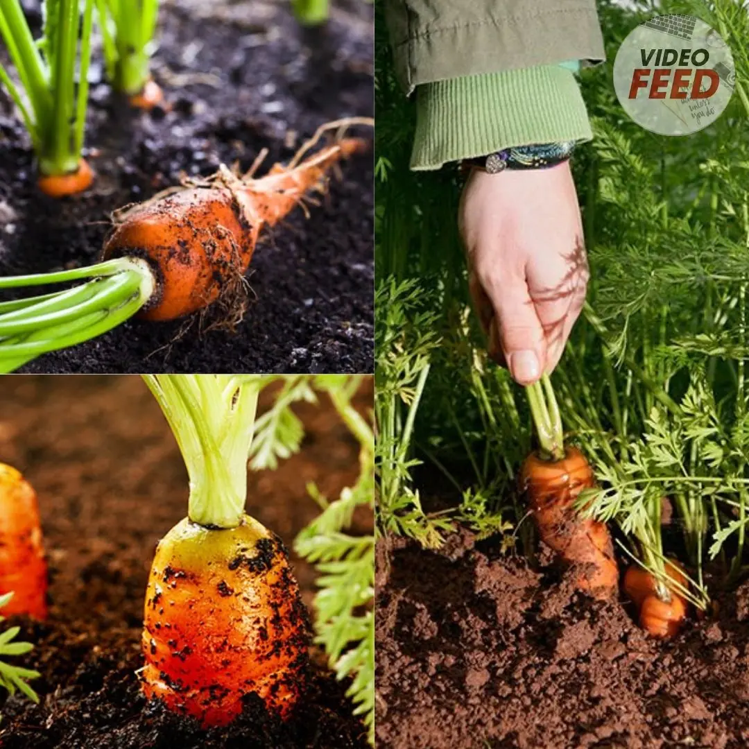 How To Grow Carrots: Tips on Planting And Caring