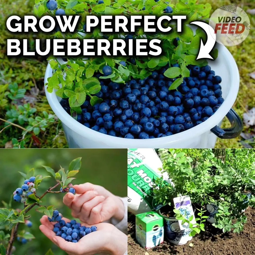 7 Tips For Growing Blueberries in Your Garden