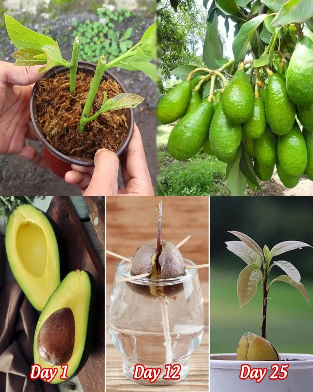6 tips for growing avocado in a pot and for it to bear fruit