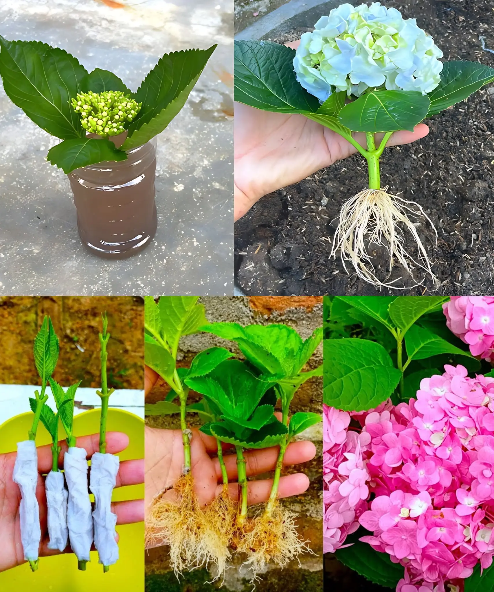 Growing hydrangeas from cuttings