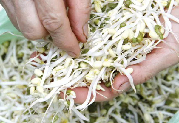 How to remove to.xins in bean sprouts