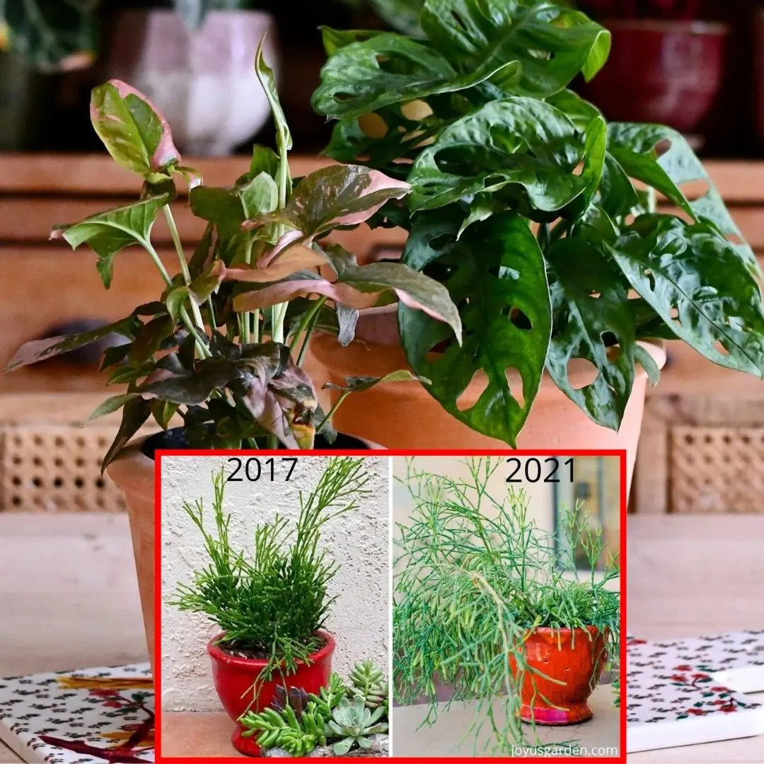 How to Plant Houseplants in a Pot Without Drainage Holes