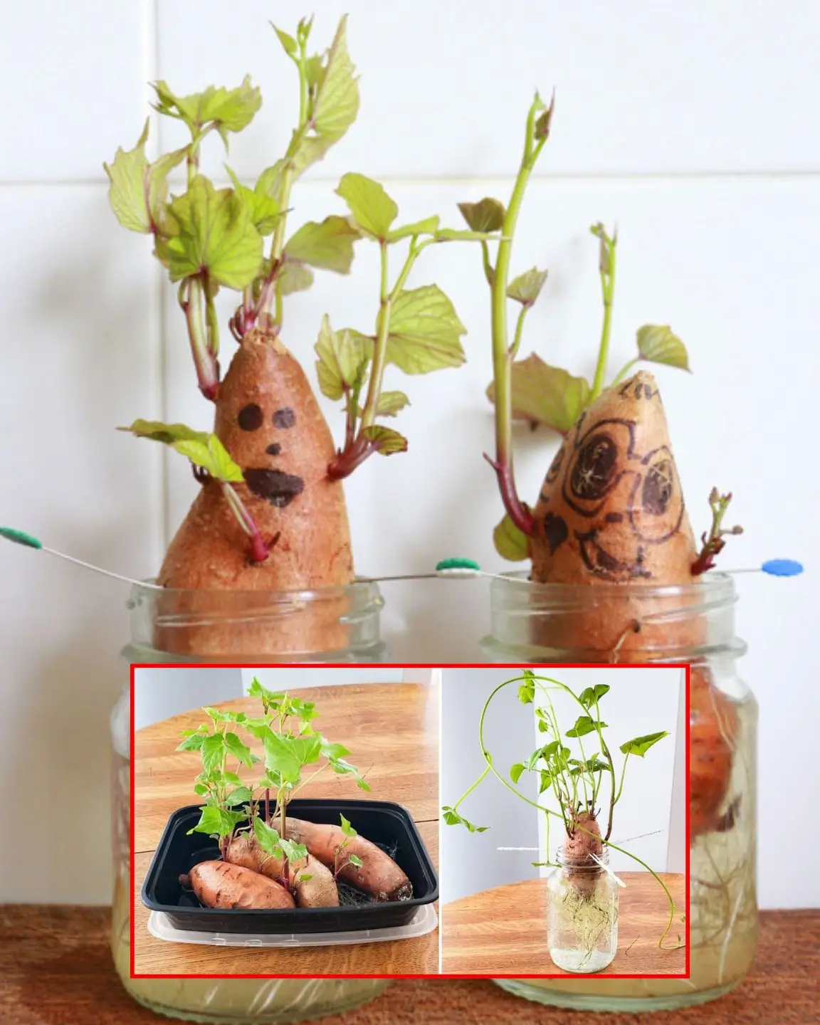 How to Propagate Sweet Potatoes to Grow New Slips