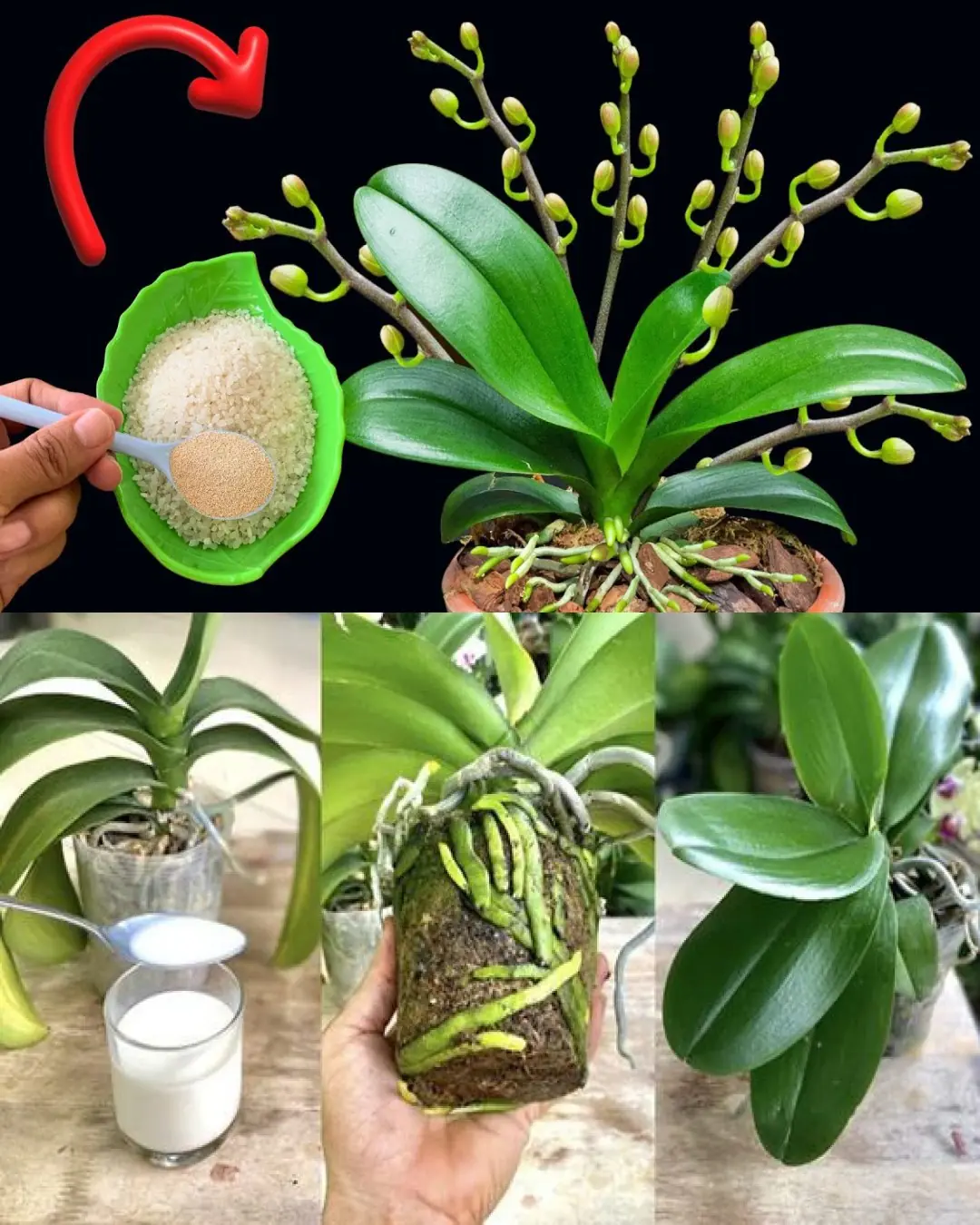 Master the Art of Growing Orchids: Expert Tips for Lush, Long-Lasting Blooms