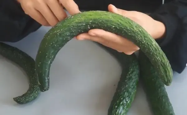 Are straight or curved cucumbers better? My mother's 40 years of experience growing vegetables is summarized in 3 things