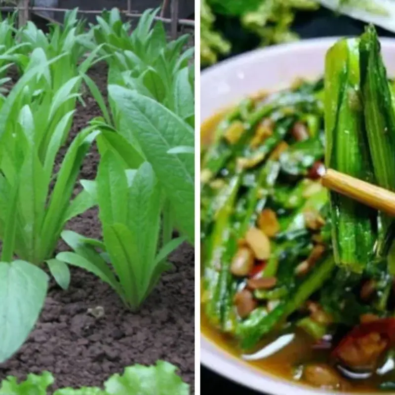 This 'Humble' Vegetable Contains 36 Times More Calcium Than Bone Broth