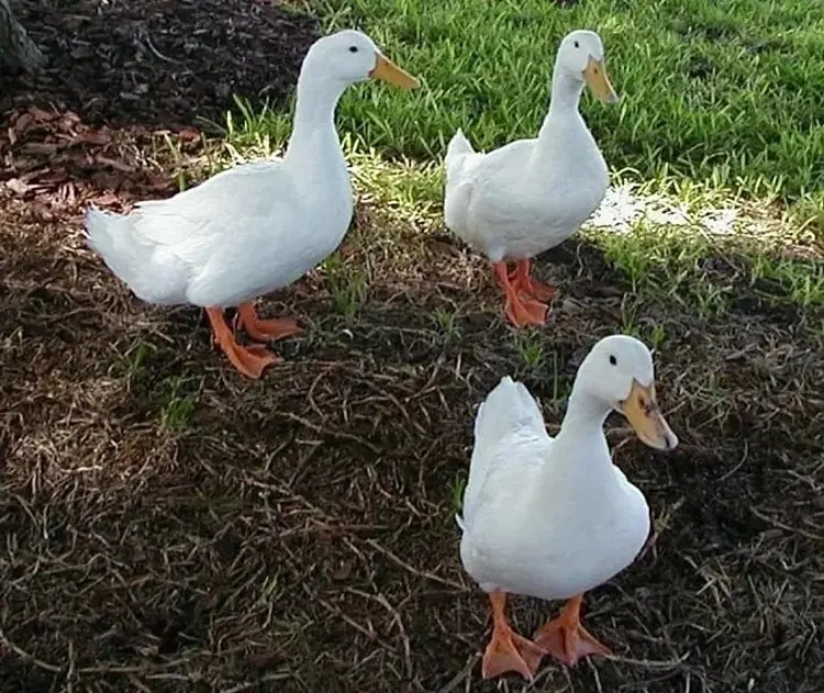 Can you see all four ducks, or do you need 20/20 vision like me?